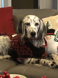 Reunited Female Dog last seen Nantes Court and Dryden, Spring Hill, TN 37174