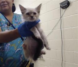 Shelter Stray Male Cat last seen Near BLOCK W BAYAUD AVE, DENVER CO 80223, 1241 W Bayaud Ave, Denver, CO 80223, USA