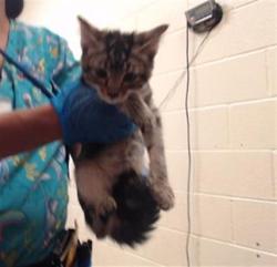 Shelter Stray Male Cat last seen Near BLOCK W BAYAUD AVE, DENVER CO 80223, 1241 W Bayaud Ave, Denver, CO 80223, USA