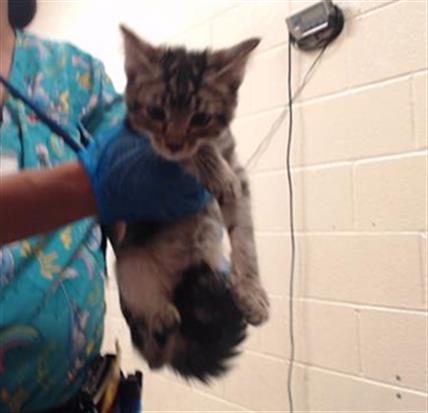 Shelter Stray Male Cat last seen Near BLOCK W BAYAUD AVE, DENVER CO 80223, 1241 W Bayaud Ave, Denver, CO 80223, USA
