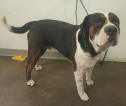 Shelter Stray Male Dog last seen , 1850 W 60th St, Los Angeles, CA 90047, USA