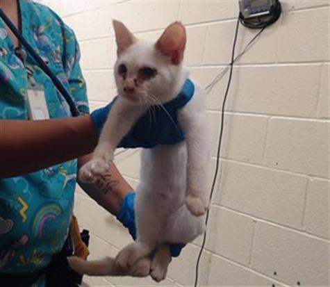 Shelter Stray Female Cat last seen Near BLOCK W BAYAUD AVE, DENVER CO 80223, 1241 W Bayaud Ave, Denver, CO 80223, USA