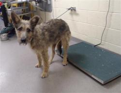 Shelter Stray Male Dog last seen Near BLOCK W BAYAUD AVE, DENVER CO 80223, 1241 W Bayaud Ave, Denver, CO 80223, USA