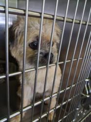Shelter Stray Female Dog last seen , 1850 W 60th St, Los Angeles, CA 90047, USA