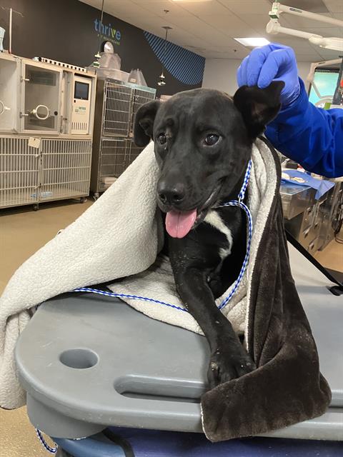 Shelter Stray Female Dog last seen Near BLK CHERRY AVE LONG BEACH CA 90805, 7700 E Spring St, Long Beach, CA 90815, USA