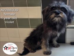 Shelter Stray Female Dog last seen , 14409 Vanowen St, Van Nuys, CA 91405, USA