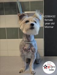Shelter Stray Female Dog last seen , 14409 Vanowen St, Van Nuys, CA 91405, USA