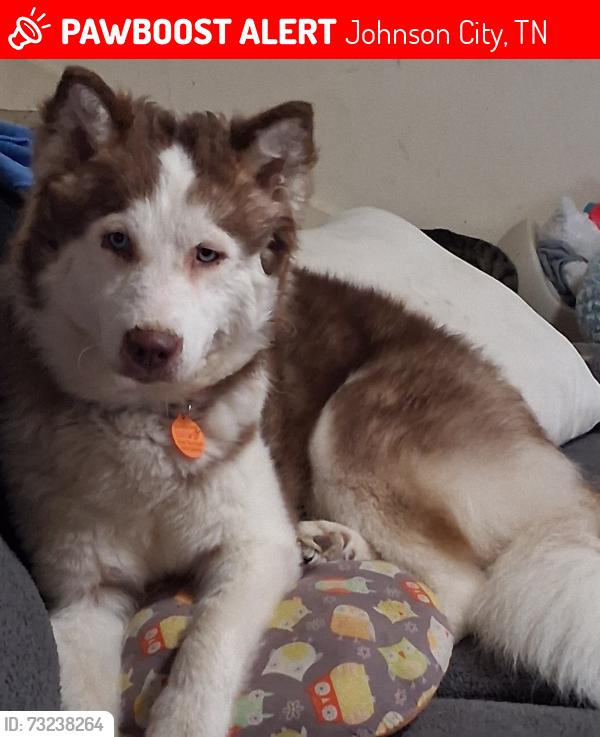 Lost Female Dog last seen Across from st johns mill, Johnson City, TN 37601