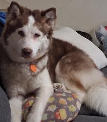 Lost Female Dog last seen Across from st johns mill, Johnson City, TN 37601