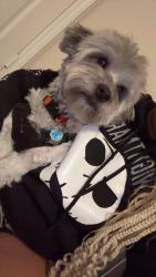Lost Male Dog last seen Claremont & Magna Carta, Grand Prairie, TX 75052