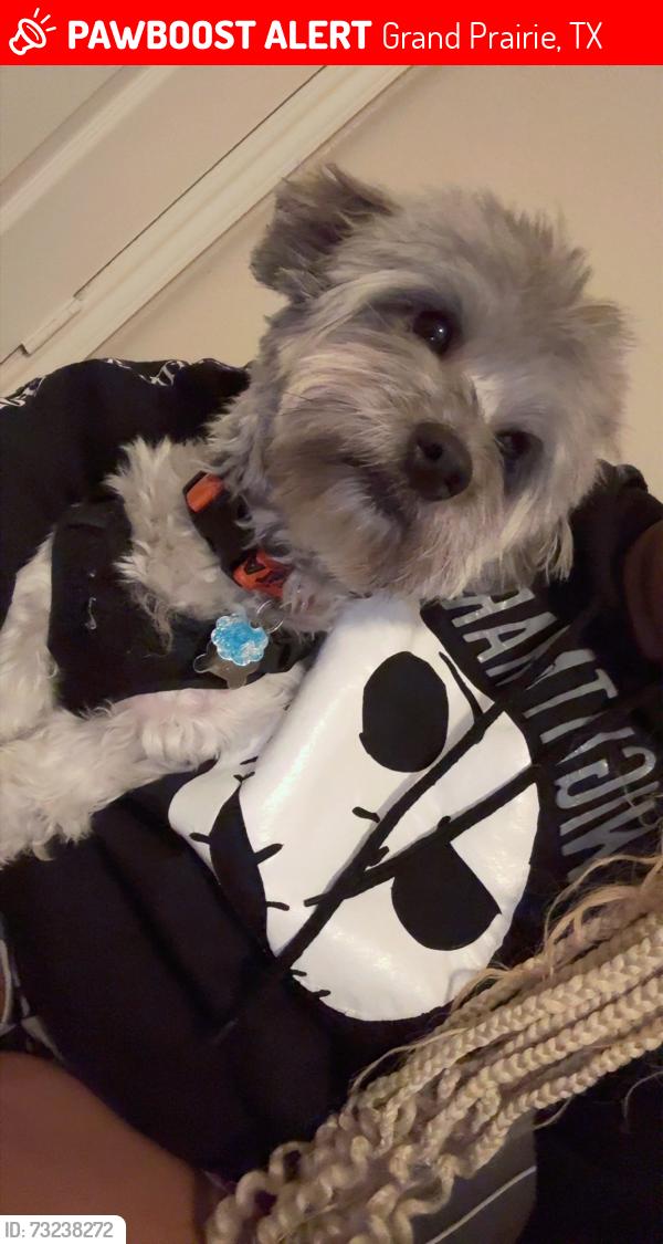 Lost Male Dog last seen Claremont & Magna Carta, Grand Prairie, TX 75052