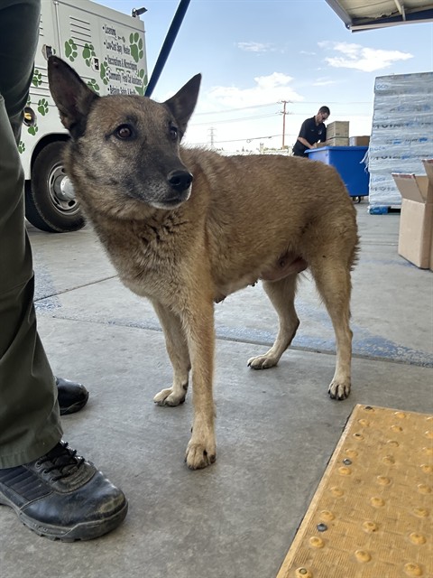 Shelter Stray Female Dog last seen Near BLOCK BEARDSLEY AVE, BAKERSFIELD CA 93308, 3951 Fruitvale Ave, Bakersfield, CA 93308, USA