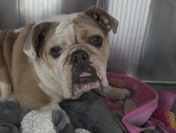 Shelter Stray Female Dog last seen , 957 N Gaffey St, San Pedro, CA 90731, USA