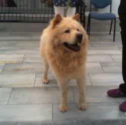 Shelter Stray Male Dog last seen CHARLOTTE, 8315 Byrum Dr, Charlotte, NC 28217, USA