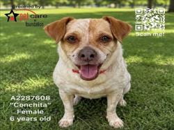Shelter Stray Female Dog last seen , 3201 Lacy St, Los Angeles, CA 90031, USA