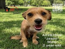 Shelter Stray Male Dog last seen , 3201 Lacy St, Los Angeles, CA 90031, USA