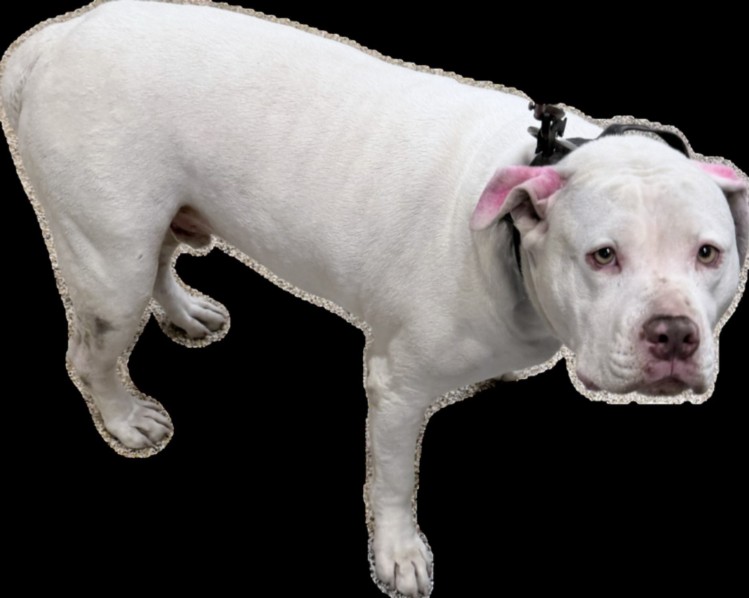 Shelter Stray Male Dog last seen , 3201 Lacy St, Los Angeles, CA 90031, USA