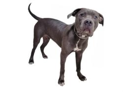 Shelter Stray Male Dog last seen , 3201 Lacy St, Los Angeles, CA 90031, USA