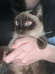 Lost Female Cat last seen Baker Rd, Cox Ave, Ethel Ave, Marie Ave, Pecan Dr, Cox Ct, Jackson Lake Rd, High Point, NC 27263