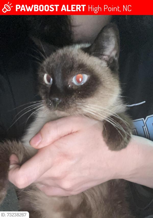 Lost Female Cat last seen Baker Rd, Cox Ave, Ethel Ave, Marie Ave, Pecan Dr, Cox Ct, Jackson Lake Rd, High Point, NC 27263