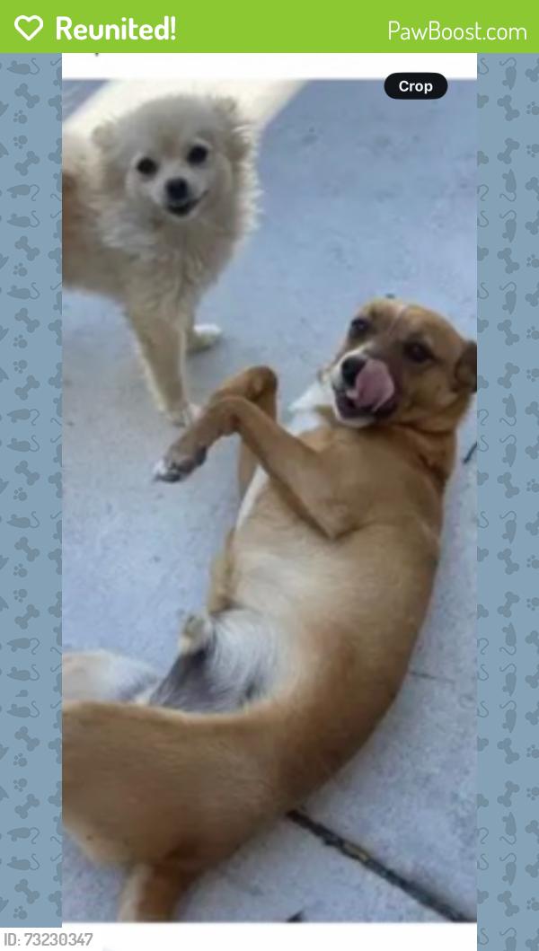 Reunited Female Dog last seen Foothill blvd., Oakland, CA 94606