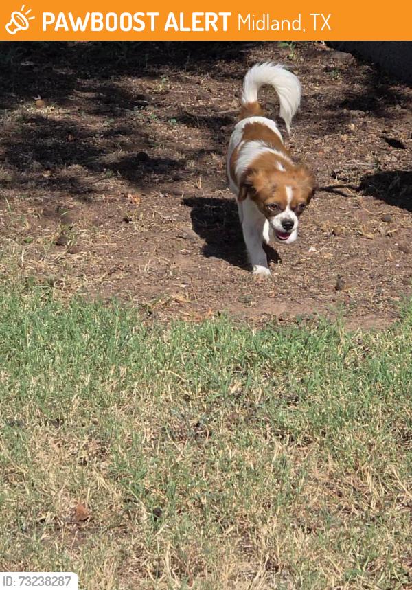 Found/Stray Female Dog last seen Lockheed street, Midland, TX 79701