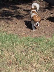 Found/Stray Female Dog last seen Lockheed street, Midland, TX 79701