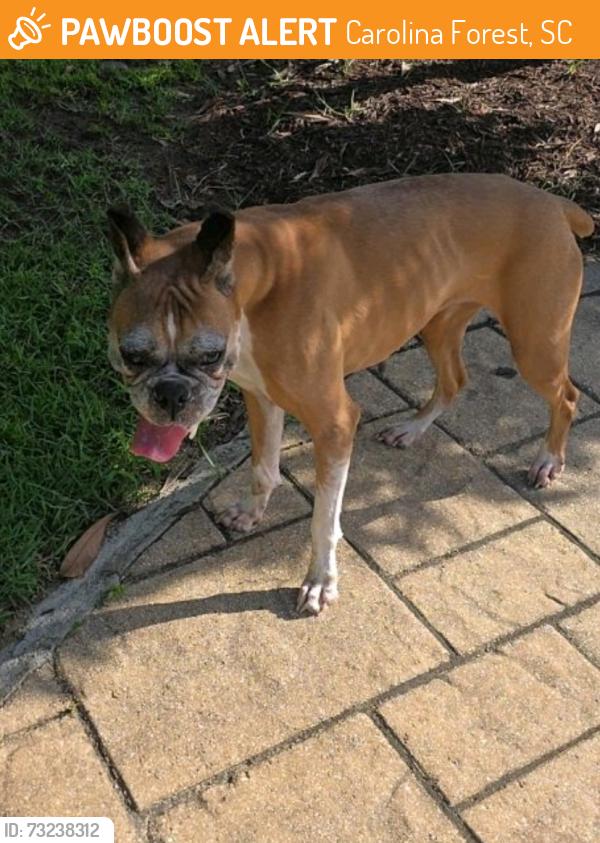 Found/Stray Female Dog last seen Redwold Trail, Carolina Forest, SC 29579