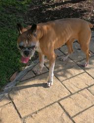 Found/Stray Female Dog last seen Redwold Trail, Carolina Forest, SC 29579