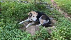 Lost Male Dog last seen near chubbys, Cajah's Mountain, NC 28638