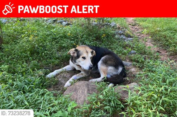 Lost Male Dog last seen near chubbys, Cajah's Mountain, NC 28638