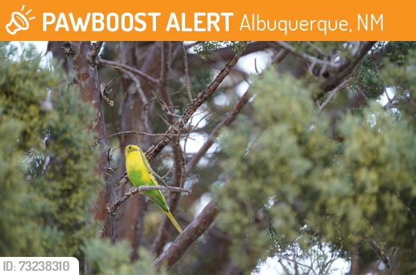 Found/Stray Unknown Bird last seen Across the Street from the YMCA off of Indian school, Albuquerque, NM 87110