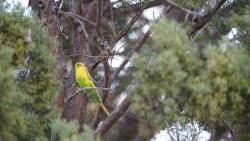 Found/Stray Unknown Bird last seen Across the Street from the YMCA off of Indian school, Albuquerque, NM 87110