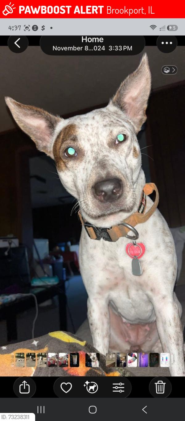 Lost Female Dog last seen Dg. Market, Brookport, IL 62910