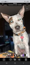 Lost Female Dog last seen Dg. Market, Brookport, IL 62910