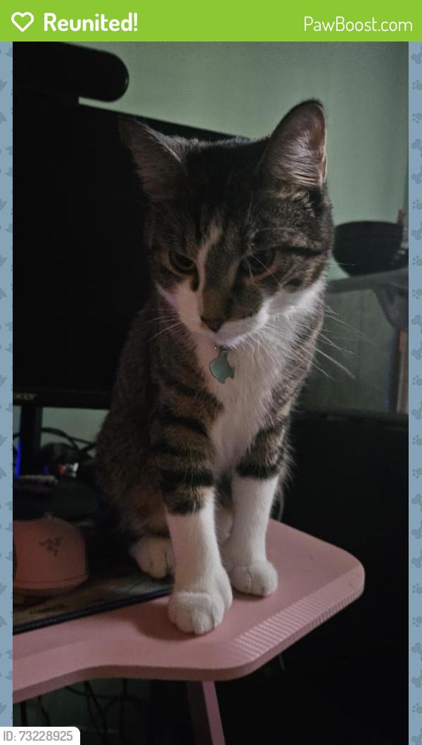Reunited Male Cat last seen 103rd and Connell, Overland Park, KS 66212