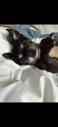 Lost Male Dog last seen 3rd Ave SW, Pacific, WA 98047