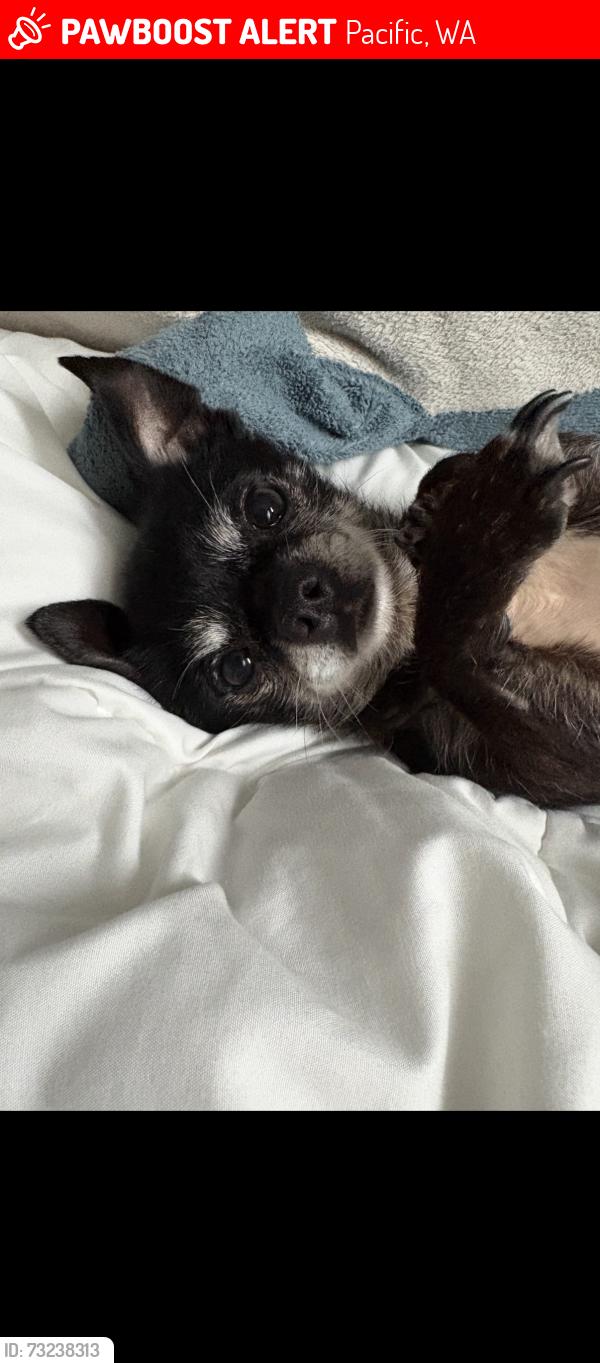 Lost Male Dog last seen 3rd Ave SW, Pacific, WA 98047