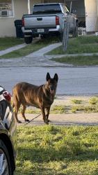 Found/Stray Female Dog last seen Leisure park, Homestead, FL 33033