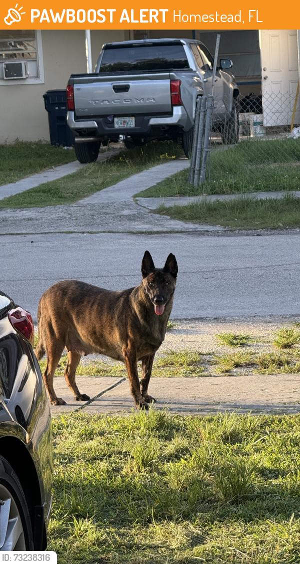 Found/Stray Female Dog last seen Leisure park, Homestead, FL 33033