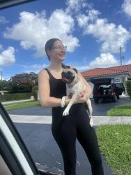 Reunited Female Dog last seen Near sw 8th st, Miami, FL 33174
