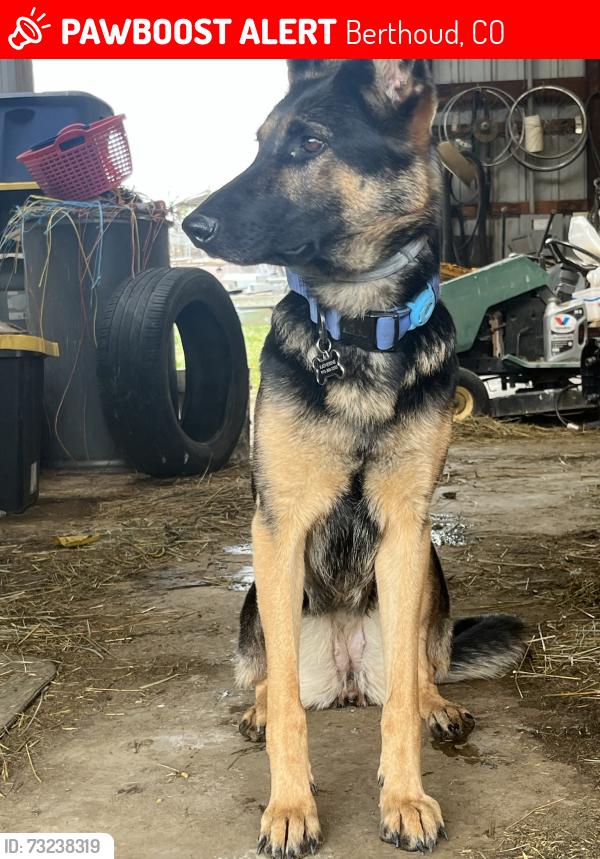 Lost Female Dog last seen Lake Hollow Dr, Berthoud, CO 80513