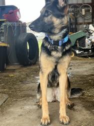 Lost Female Dog last seen Lake Hollow Dr, Berthoud, CO 80513