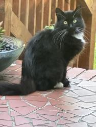 Found/Stray Unknown Cat last seen From hosp Brookside Circle, Stevens Lane, Greenville, SC 29609