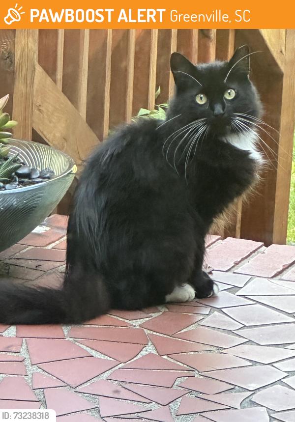 Found/Stray Unknown Cat last seen From hosp Brookside Circle, Stevens Lane, Greenville, SC 29609