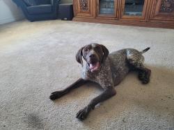 Found/Stray Female Dog last seen Sheep Creek Rd and Cayucos off the 138 hwy, Phelan, CA 92371