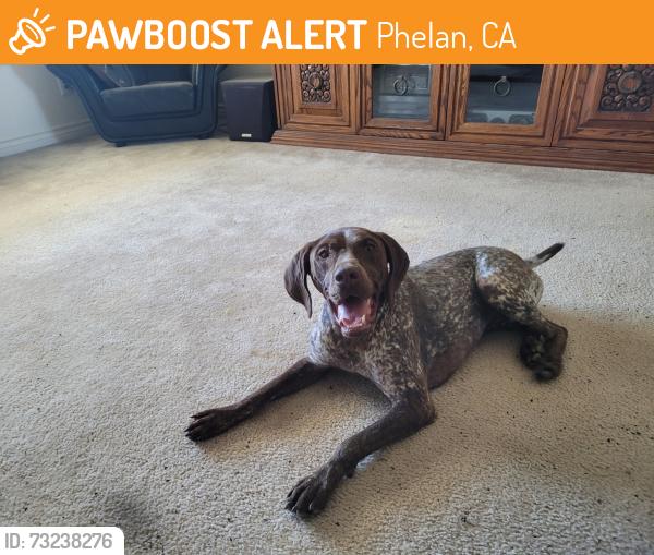 Found/Stray Female Dog last seen Sheep Creek Rd and Cayucos off the 138 hwy, Phelan, CA 92371