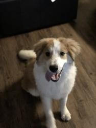 Reunited Female Dog last seen Meghann ln, Waxahachie, TX 75167
