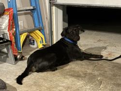 Reunited Male Dog last seen Near Bluecoat cir, Hampton, GA 30228