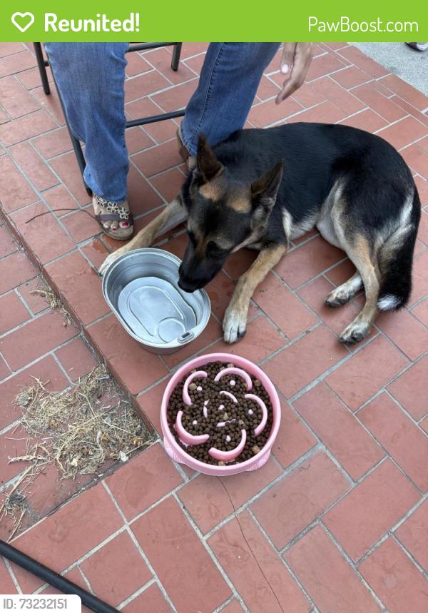 Reunited Female Dog last seen Mar Vista & California, Possibly Sunset, Whittier, CA 90602
